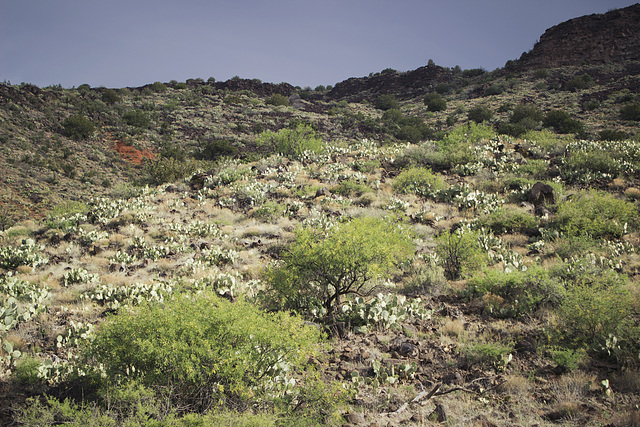 Opuntias on the mountainside Opuntias on the mountainside