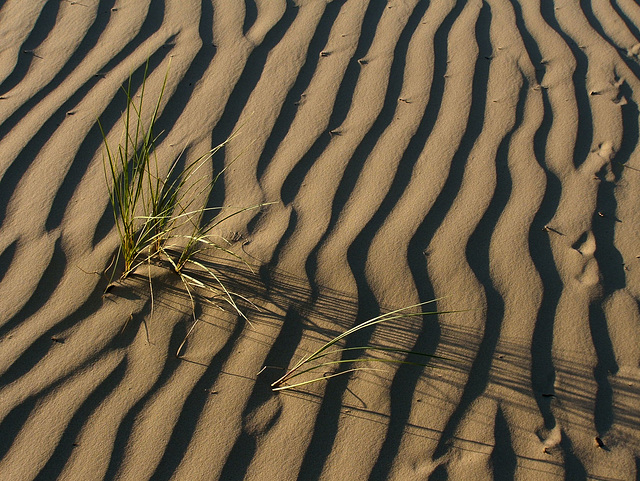 Kootwijkerzand, Sand Ripples