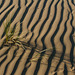 Kootwijkerzand, Sand Ripples