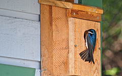 Our birdhouses are occupied by Tree Swallows.