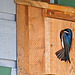 Our birdhouses are occupied by Tree Swallows.