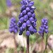 Wild Grape Hyacinths