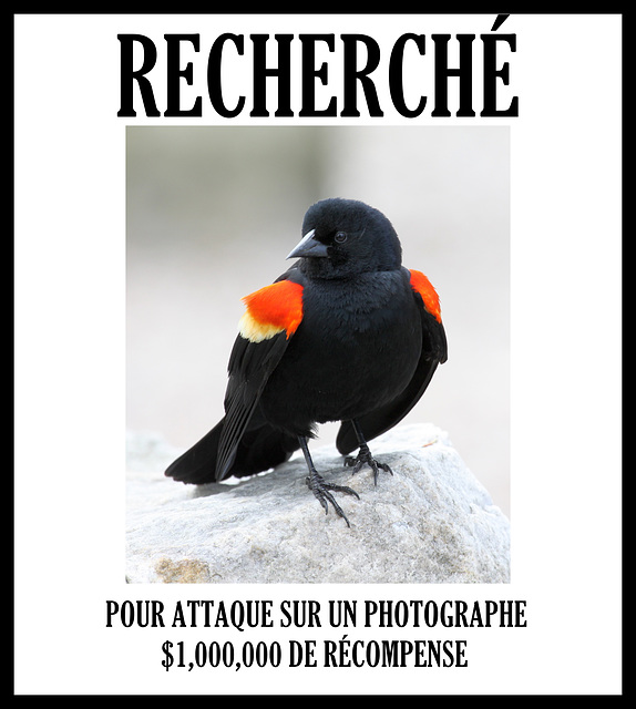 AVIS DE RECHERCHE