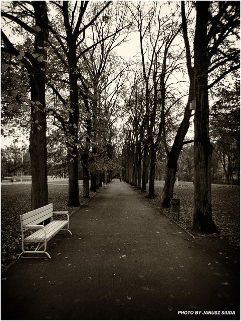 autumn boulevard ...