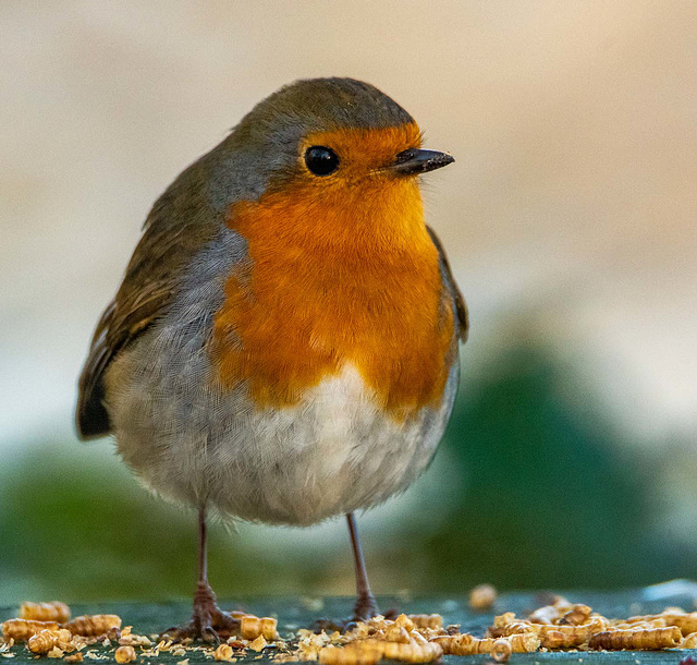 Robin