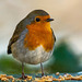 Robin