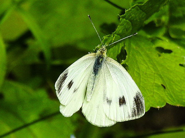 20210708 1408CPw [D~LIP] Kleiner Kohlweißling (Pieris rapae), Bad Salzuflen