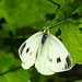 20210708 1408CPw [D~LIP] Kleiner Kohlweißling (Pieris rapae), Bad Salzuflen