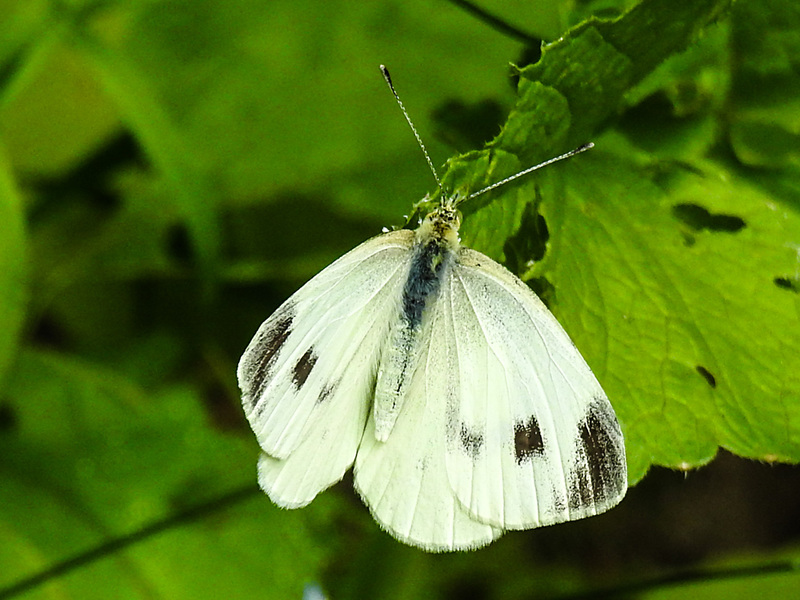 20210708 1408CPw [D~LIP] Kleiner Kohlweißling (Pieris rapae), Bad Salzuflen