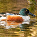 Shoveler duck