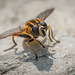 Sunfly