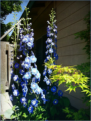 Delphinium