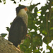 IMG 00224birdofprey