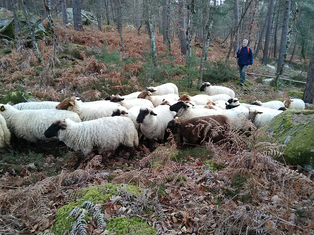 Transhumance du 16 mars 2016