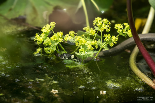 Ringelnatter am Teich