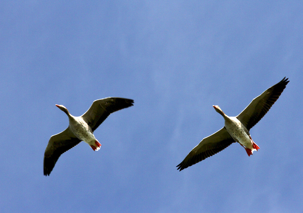 'Überflug' zweier Graugänse