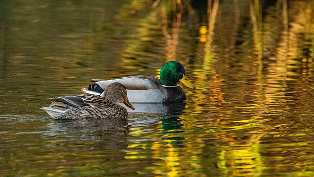 Mallards