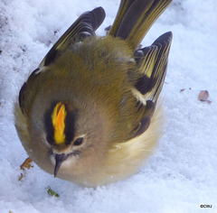 Goldcrest at me feet!