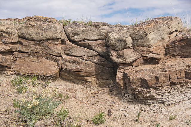 hardy plants in the badlands 3