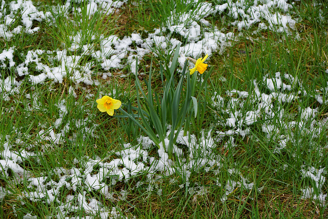 Narzissen im Schnee