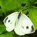 20210708 1410CPw [D~LIP] Kleiner Kohlweißling (Pieris rapae), Bad Salzuflen