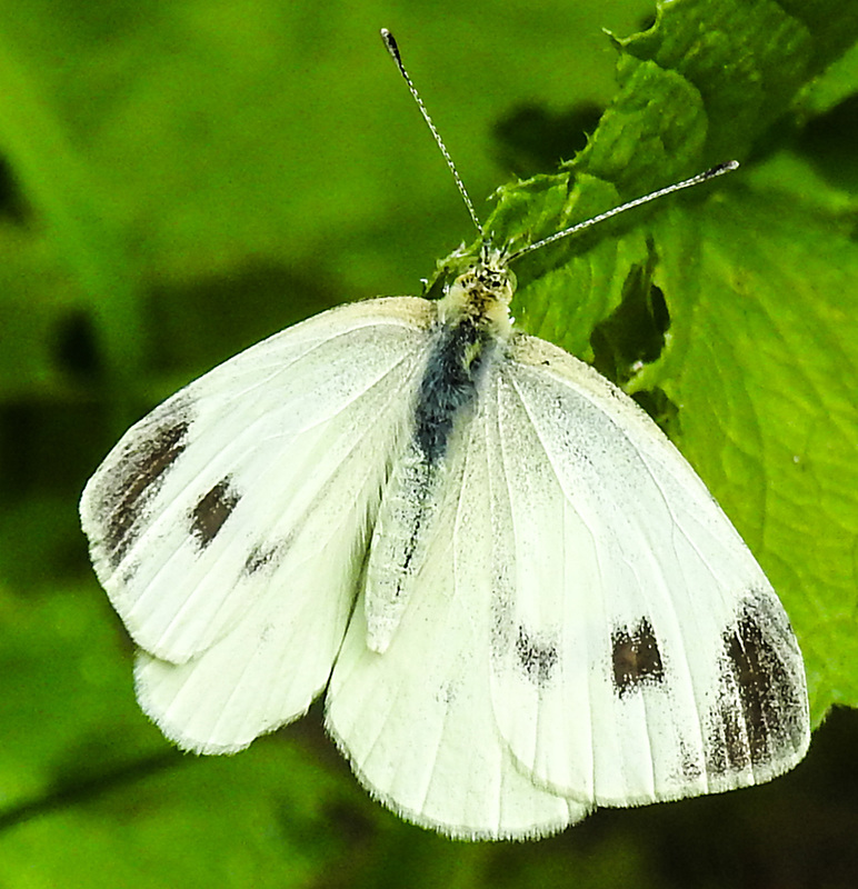 20210708 1410CPw [D~LIP] Kleiner Kohlweißling (Pieris rapae), Bad Salzuflen