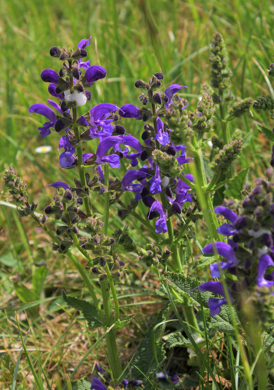 Sauge des prés - Salvia pratensis