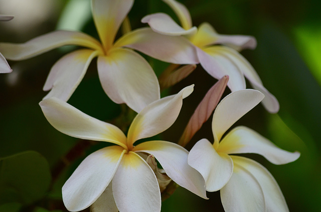 Plumeria at Koko Head Crater Botanical Gardens