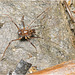 IMG 1861 Harvestman