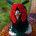 Pheasant