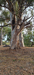 Parklands gum trees  Adelaide