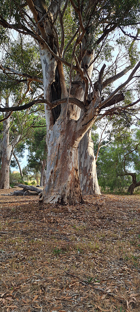 Parklands gum trees  Adelaide