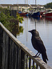 Jackdaw