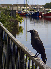 Jackdaw