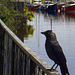 Jackdaw