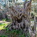 alter Olivenbaum