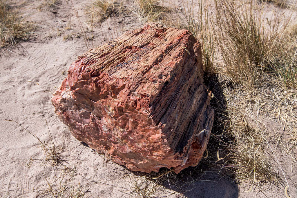 The Petrified Forest,14 Arizona