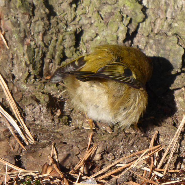 Goldcrest rooting at the base of a Scots pine, feet from my chair