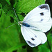 20210708 1411CPw [D~LIP] Kleiner Kohlweißling (Pieris rapae), Bad Salzuflen