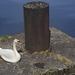 Mute Swan