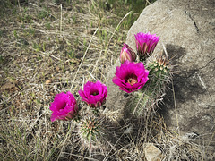 Hedgehog cactus flowers