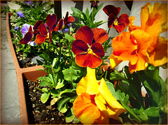 Trusty pansies