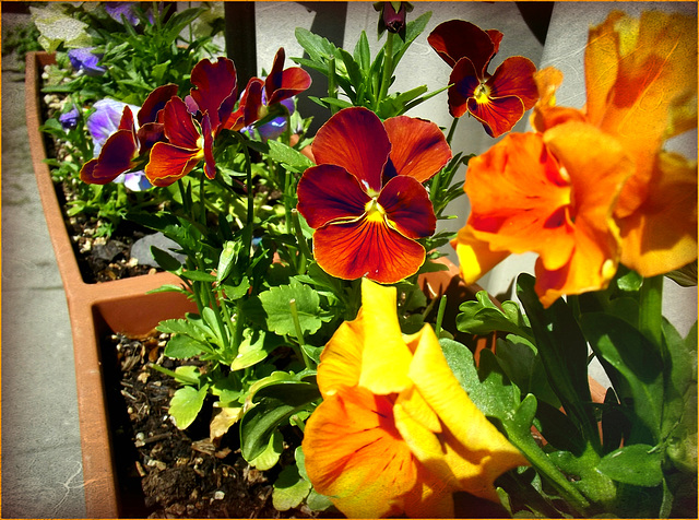 Trusty pansies