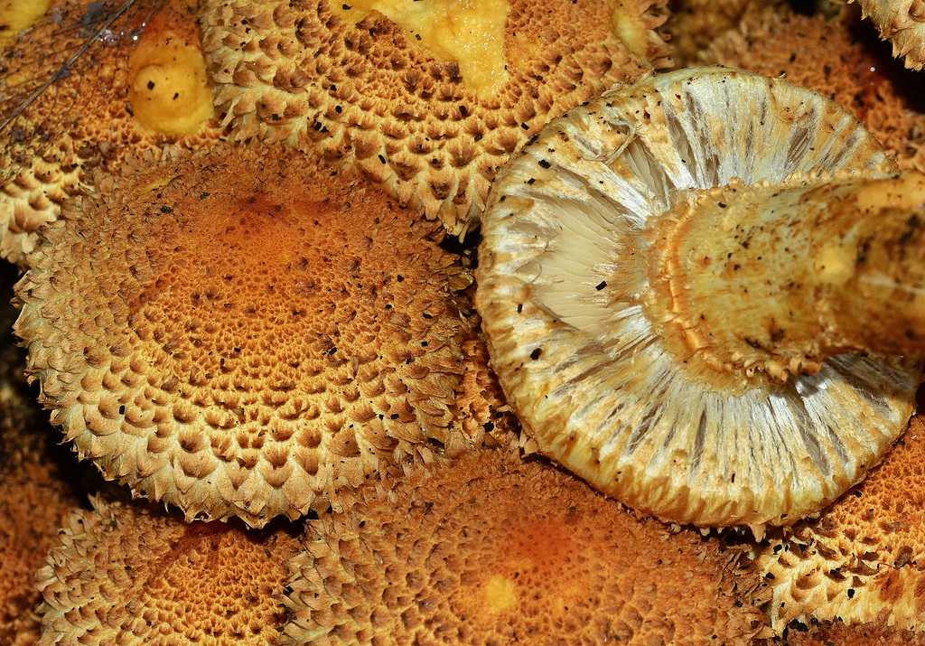 Shaggy Scalycap. Pholiota squarrosa