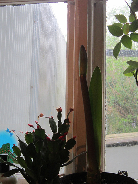 My Easter cactus and my amaryllis on 10.5.16