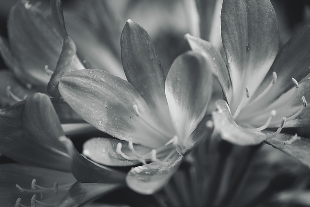 Madeira Funchal May 2016 Xpro2 Touit 50mm Monte Botanical Gardens 11 mono