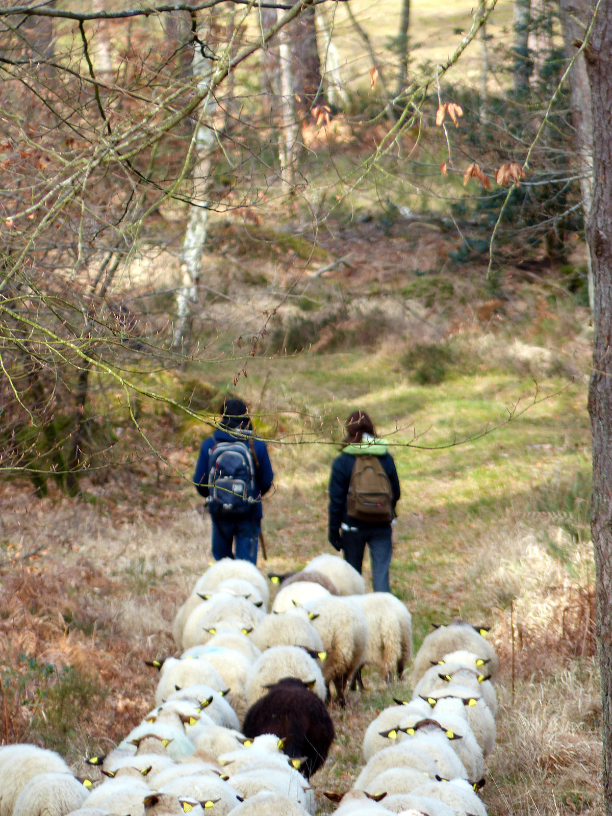 Transhumance du 16 mars 2016