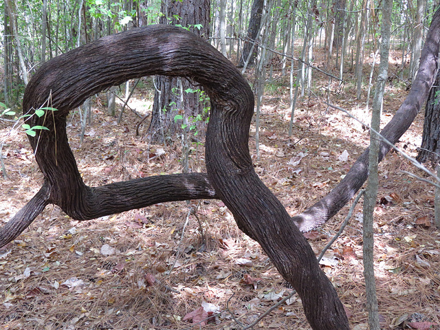 A large wild grape vine