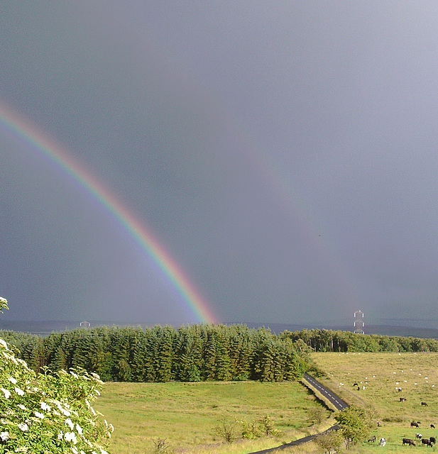 gbw - rainbows