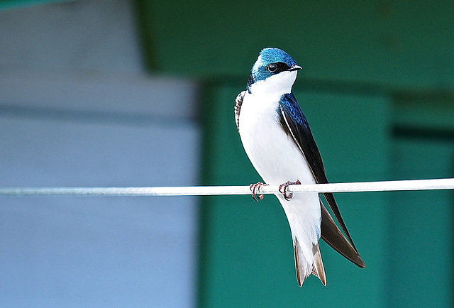 Tree Swallow.